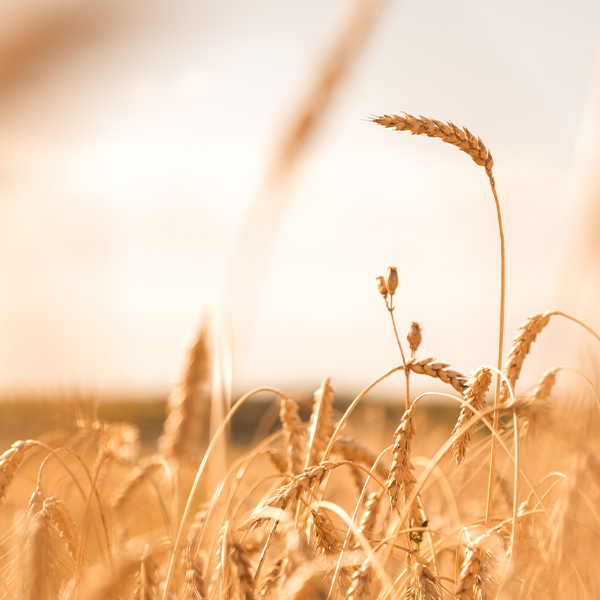 golden wheat